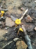 Cantharellus minor image