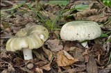 Russula heterophylla image