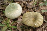 Russula heterophylla image