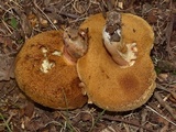 Xanthoconium affine image