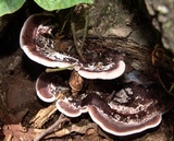 Nigroporus vinosus image