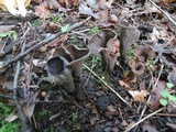 Craterellus fallax image