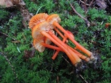 Hygrocybe miniata image