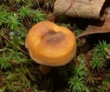 Cantharellus appalachiensis image