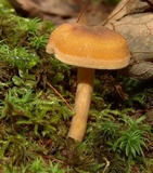 Cantharellus appalachiensis image