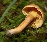 Cantharellus appalachiensis image