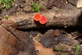 Sarcoscypha occidentalis image