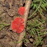 Sarcoscypha occidentalis image