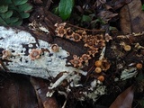 Geastrum schweinitzii image