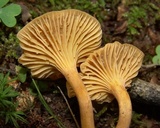 Cantharellus appalachiensis image