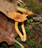 Cantharellus appalachiensis image