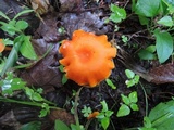 Hygrocybe miniata image