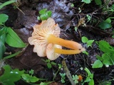 Hygrocybe miniata image