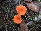 Hygrocybe miniata image