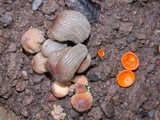 Coprinellus silvaticus image