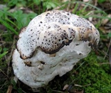 Hypomyces hyalinus image