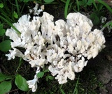 Sebacina schweinitzii image
