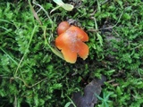 Hygrocybe punicea image