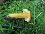 Hygrocybe punicea image
