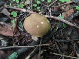 Boletus variipes image