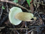 Boletus variipes image