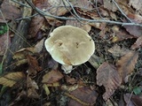 Boletus variipes image