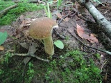 Boletus variipes image