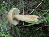 Boletus variipes image