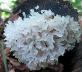 Tremella fuciformis image