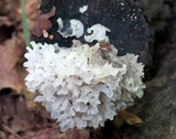 Tremella fuciformis image