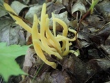 Clavulinopsis fusiformis image