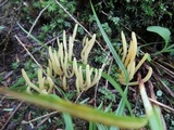 Clavulinopsis fusiformis image