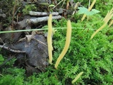 Clavulinopsis fusiformis image