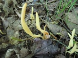 Clavulinopsis fusiformis image