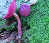 Callistosporium purpureomarginatum image