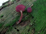 Callistosporium purpureomarginatum image