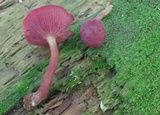 Callistosporium purpureomarginatum image