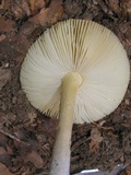 Amanita parcivolvata image