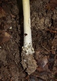 Amanita parcivolvata image
