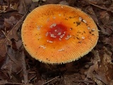 Amanita parcivolvata image