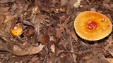 Amanita parcivolvata image