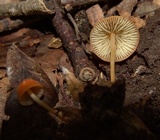 Marasmius sullivantii image