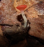 Sarcoscypha occidentalis image
