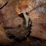 Sarcoscypha occidentalis image