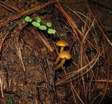 Callistosporium luteo-olivaceum image