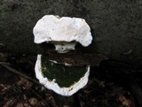 Trametes gibbosa image