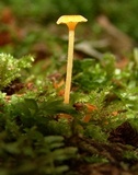 Rickenella fibula image