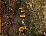 Callistosporium luteo-olivaceum image