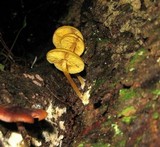 Callistosporium luteo-olivaceum image