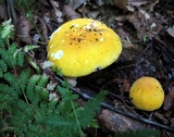 Russula ochroleucoides image